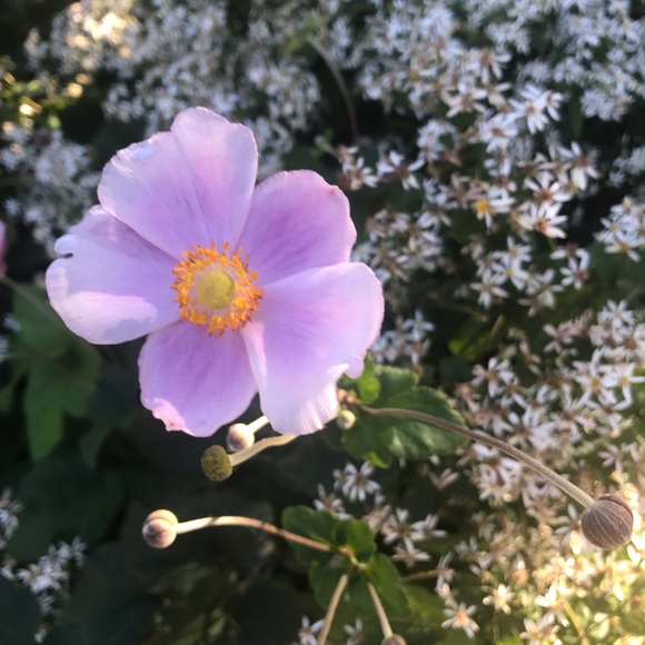 annabella_v88